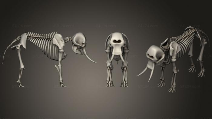 Анатомия скелеты и черепа (Скелет слона, ANTM_0412) 3D модель для ЧПУ станка